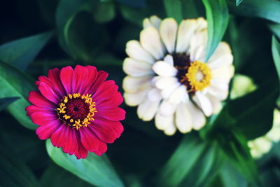 Close-up of red flowering plant