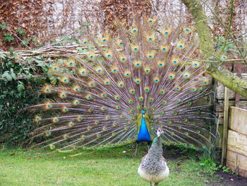 Bird on grass against trees