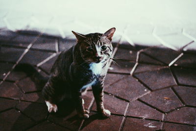 High angle portrait of cat on footpath