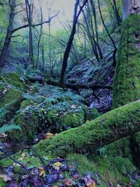 Trees in forest