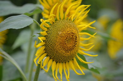 Close-up of sunflower