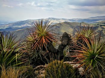 View of plants on landscape against sky