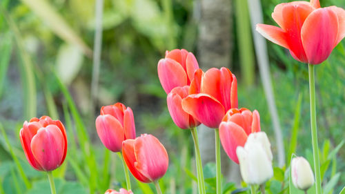 Close-up of tulips blooming on field