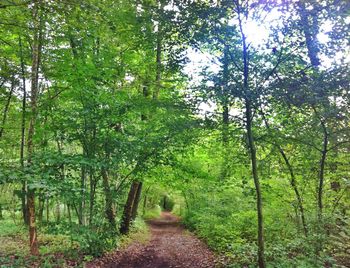 Footpath passing through forest