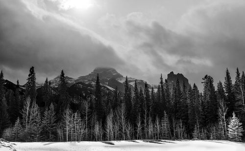 Trees on snow covered mountains against sky