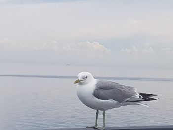 Seagull on a sea against sky