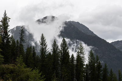 Scenic view of pine trees against sky during winter