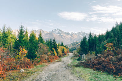 Scenic view of forest against sky during autumn