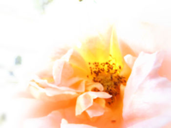 Close-up of orange flower