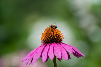 Close-up of bee pollinating on purple coneflower