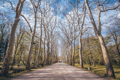 Footpath amidst bare trees
