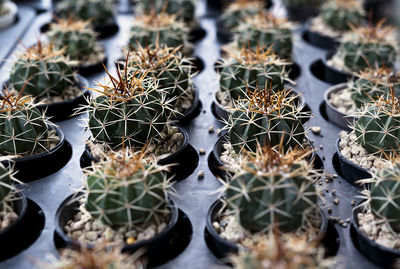 Full frame shot of succulent plants in greenhouse