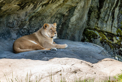 A lion rests un a rock overhang at the woodland park zoo in seattle, washington.