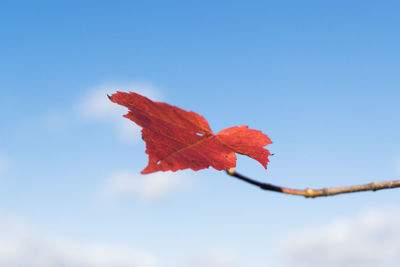 Low angle view of maple leaf against clear sky