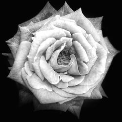 Close-up of rose against black background