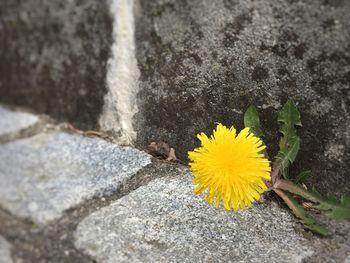 Close-up of yellow flower blooming outdoors