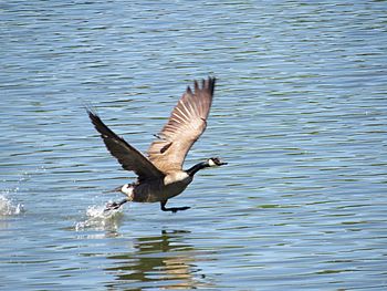 Bird flying over lake