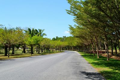 Road amidst trees against clear sky