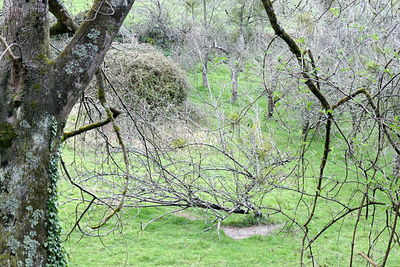 Tree in forest