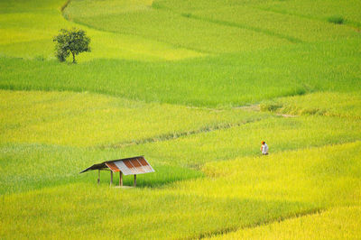 Agriculture