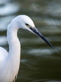 Close-up side view of a bird against blurred background