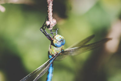 Close-up of insect on plant