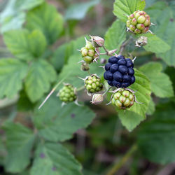 Close-up of blue blackberry