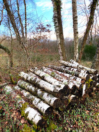 Trees growing on field in forest