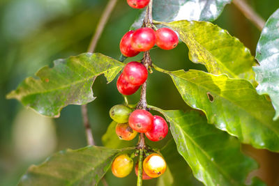 Close-up of red berries growing on tree