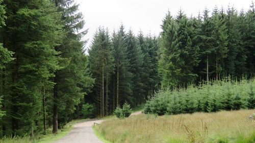 Panoramic view of pine trees in forest against sky