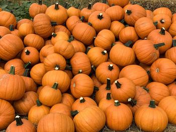 High angle view of pumpkins for sale in market