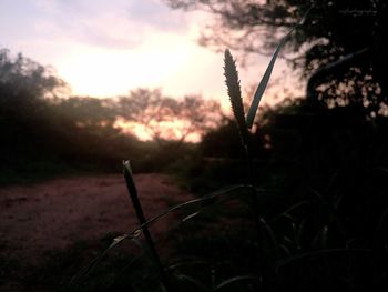 Close-up of grass against sky at sunset