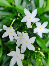 Close-up of white flowering plant