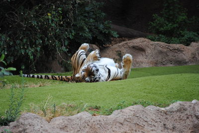 View of tiger 