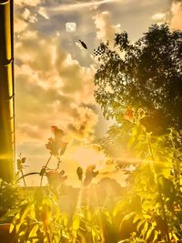 Low angle view of silhouette plants against dramatic sky