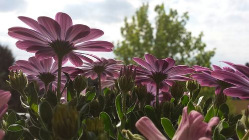 Close-up of pink flowers