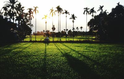Silhouette of trees at sunset