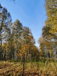 Trees in forest against sky during autumn