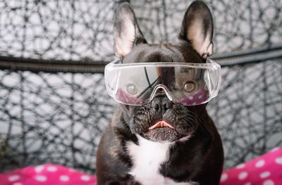 Close-up of a french bulldog with glasses