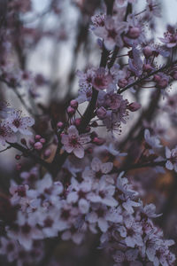 Close-up of cherry blossoms in spring