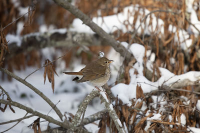 Bird perching on branch in winter