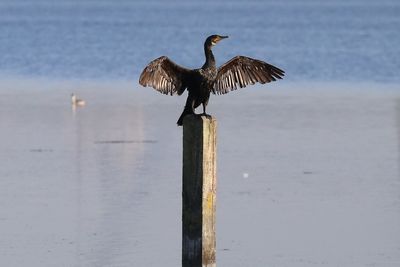 Bird perching on wooden post