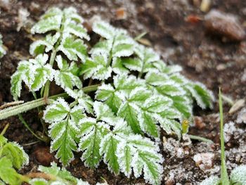 Close-up of plants