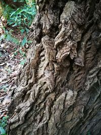 Close-up of tree trunk