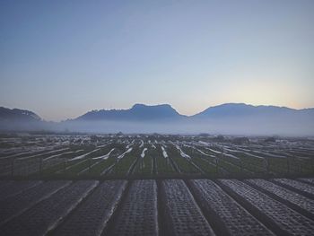 Scenic view of agricultural field against clear sky