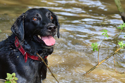 Portrait of a wet black labrador standing in the water