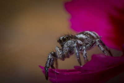 Close-up of spider on pink flower
