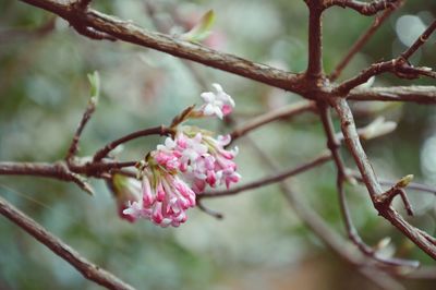 Close-up of cherry blossoms in spring