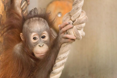 Close-up of orangutan