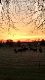 Cows grazing on field against sky during sunset